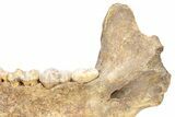 Fossil Cave Bear (Ursus spelaeus) Lower Jaw - Romania #240197-9